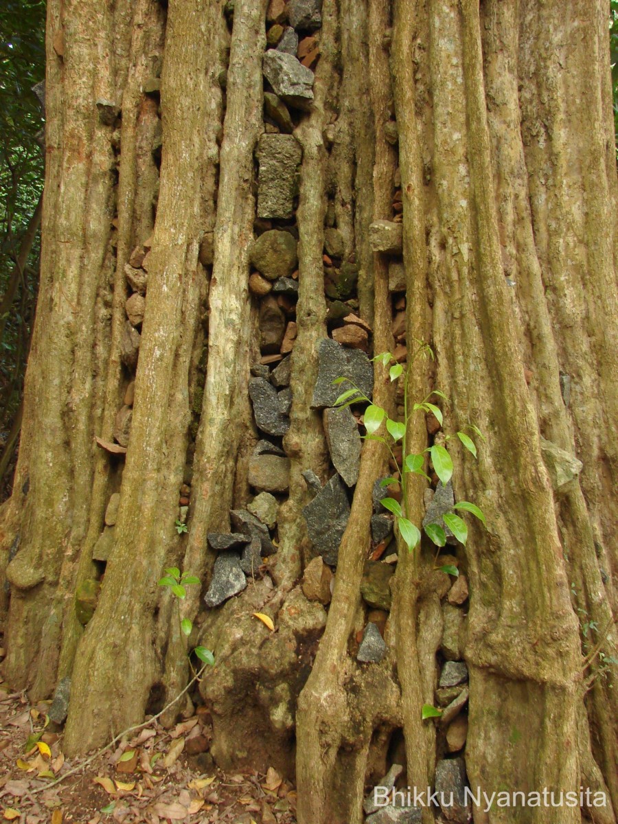 Hydnocarpus venenatus Gaertn.